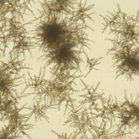 Gametophytes pictured against a beige background.
